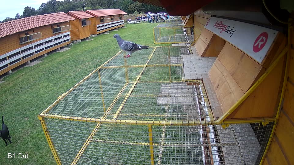 Pigeon Arrival Image For Race Final race 3