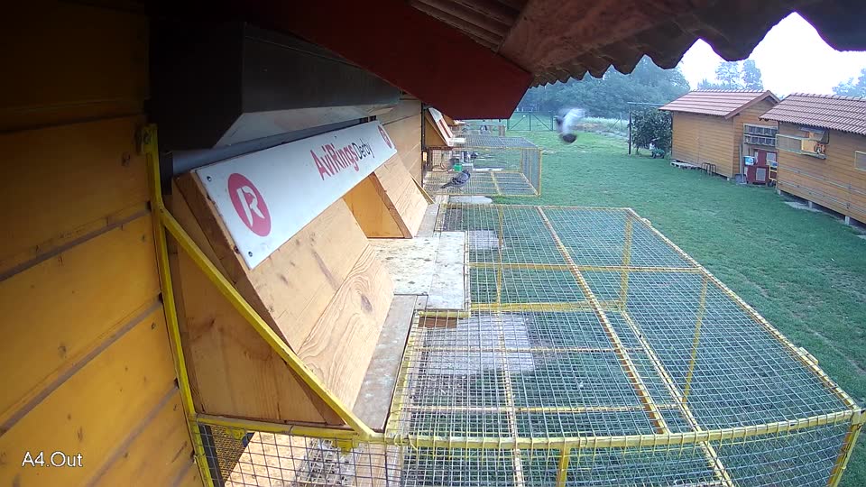 Pigeon Arrival Image For Race Final race 1