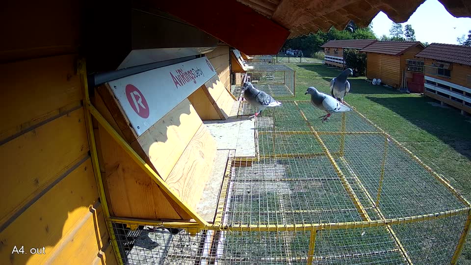 Pigeon Arrival Image For Race Race 1