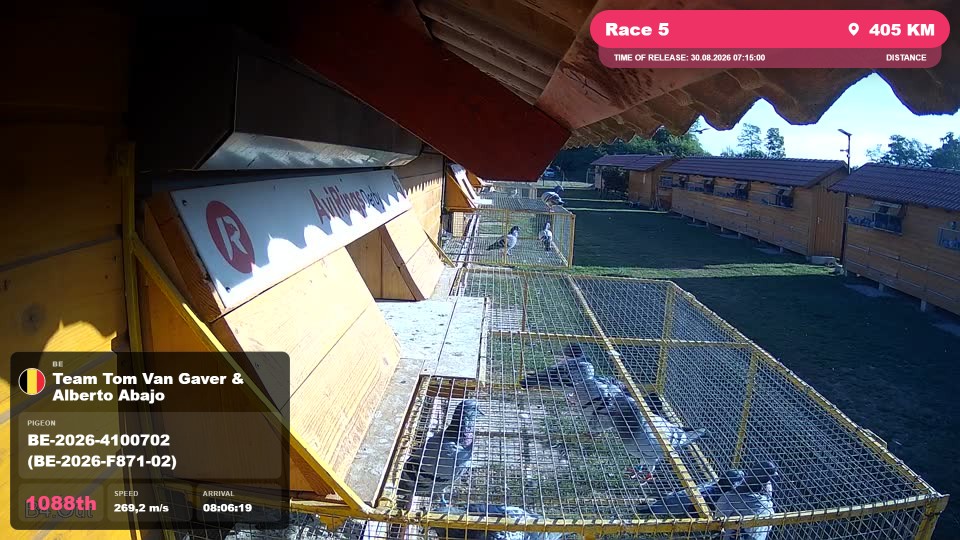 Pigeon Arrival Image For Race Race 5