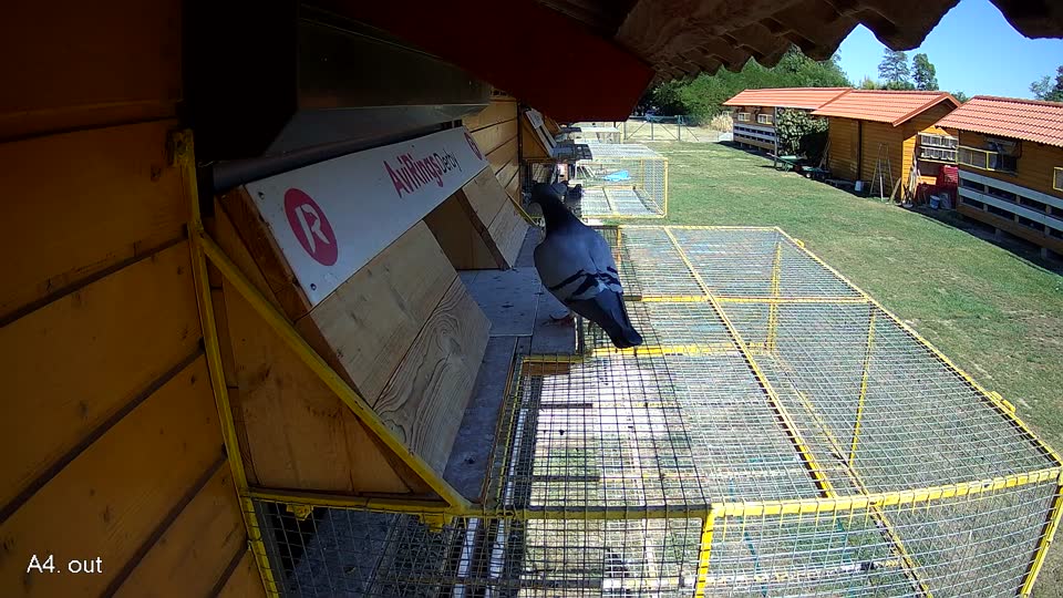 Pigeon Arrival Image For Race Race 3