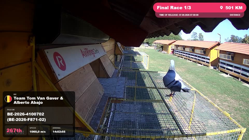 Pigeon Arrival Image For Race Final Race 1/3