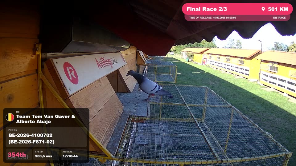 Pigeon Arrival Image For Race Final Race 2/3