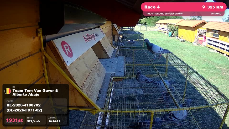 Pigeon Arrival Image For Race Race 4