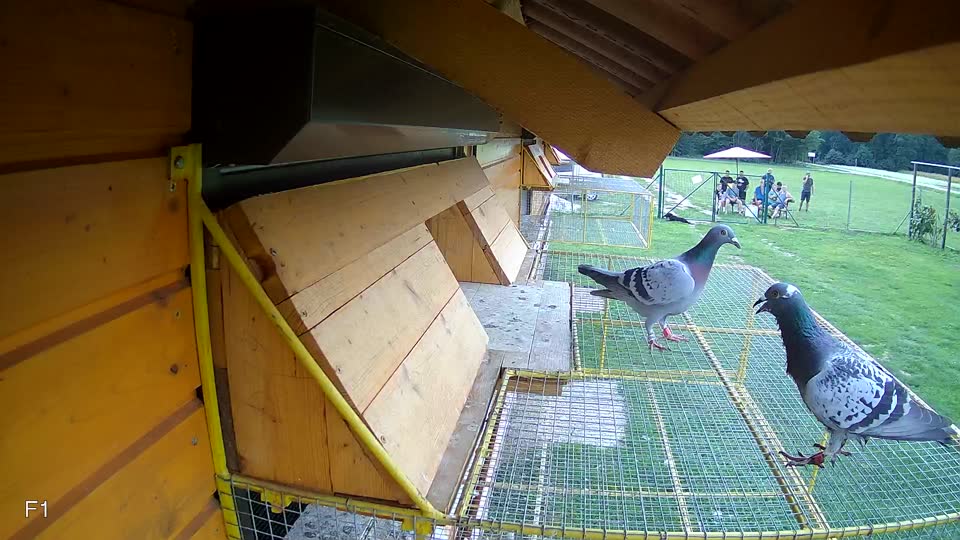 Pigeon Arrival Image For Race Race 6