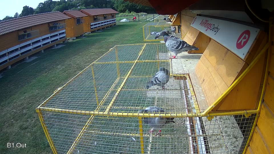 Pigeon Arrival Image For Race Race 4