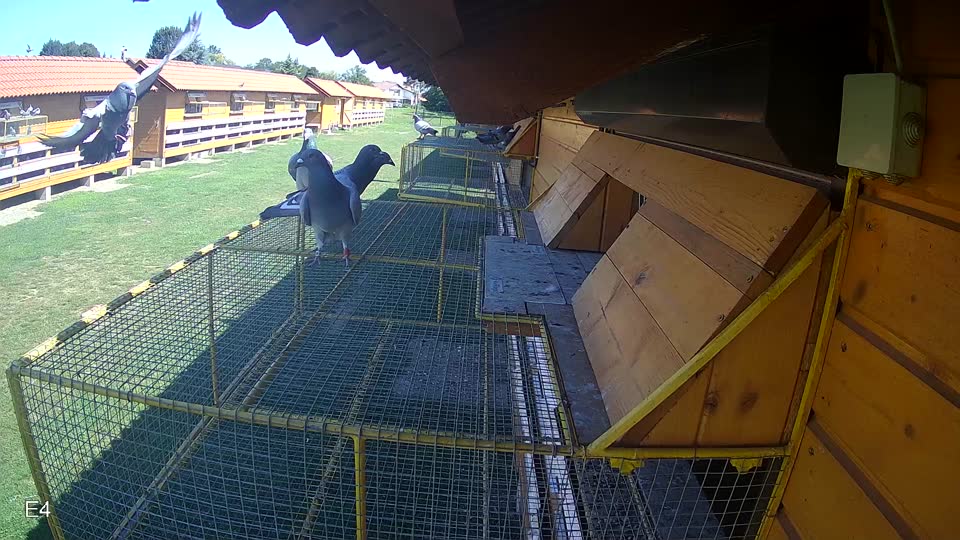 Pigeon Arrival Image For Race Race 2