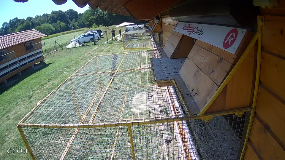 Pigeon Arrival Image For Race Race 5