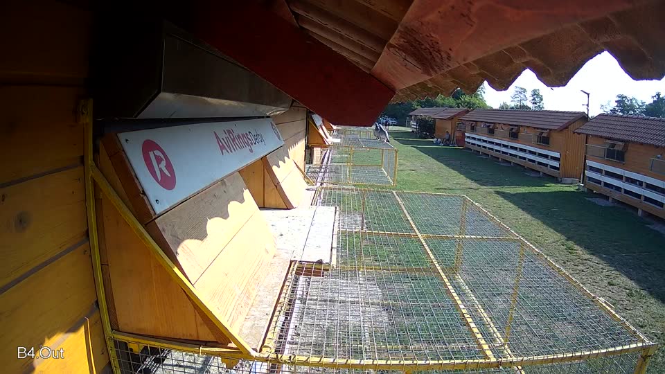 Pigeon Arrival Image For Race Race 1
