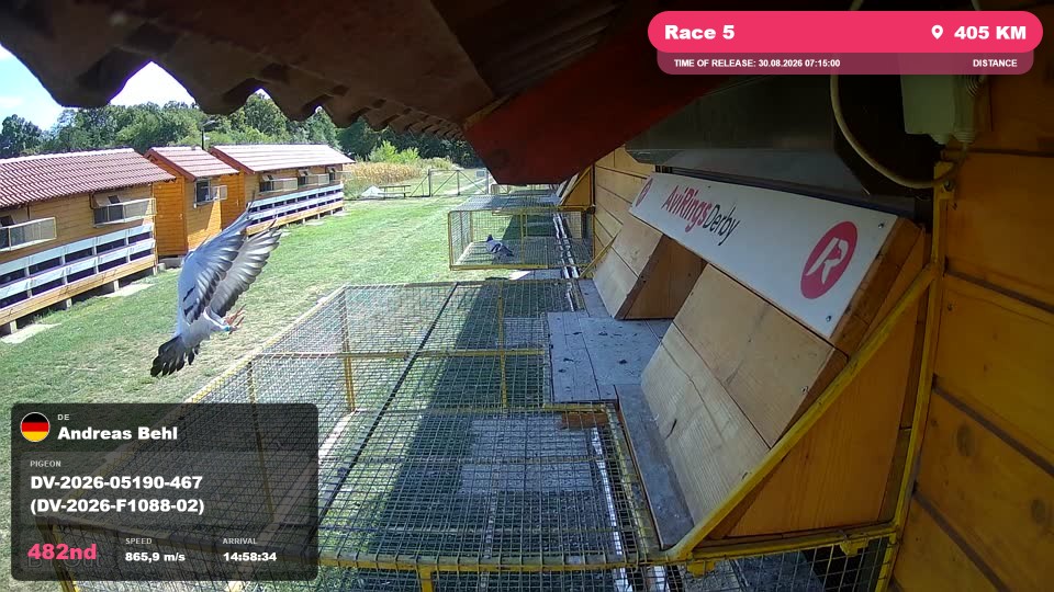 Pigeon Arrival Image For Race Race 5
