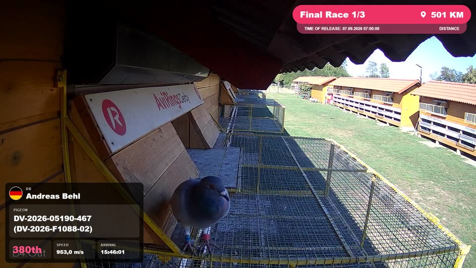 Pigeon Arrival Image For Race Final Race 1/3