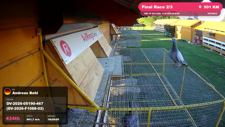 Pigeon Arrival Image For Race Final Race 2/3