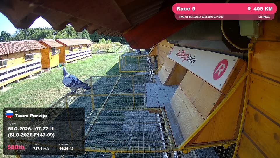 Pigeon Arrival Image For Race Race 5
