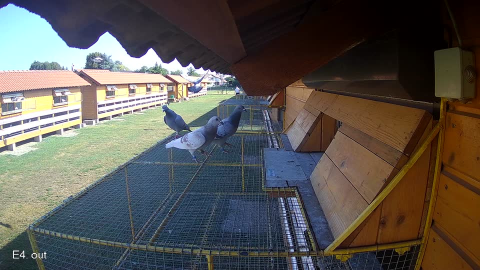 Pigeon Arrival Image For Race Race 2