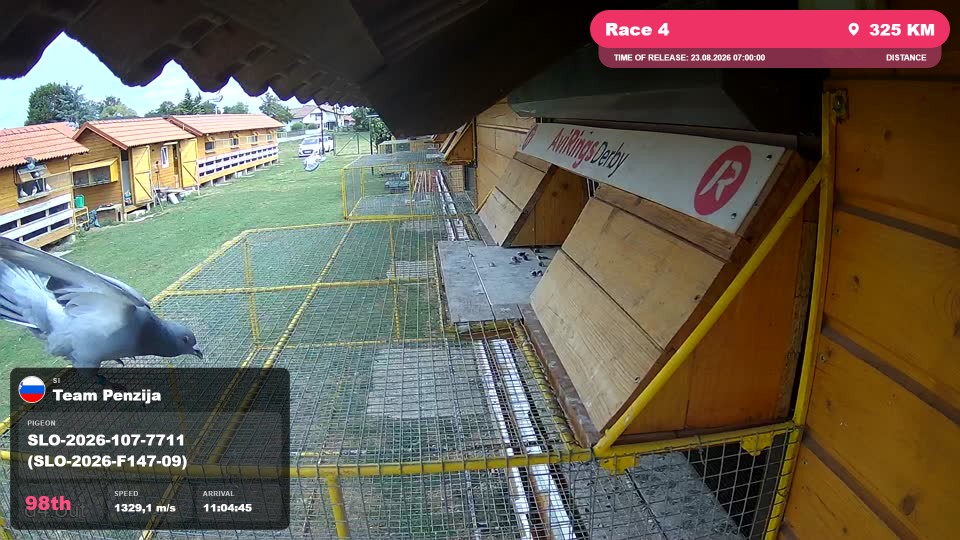 Pigeon Arrival Image For Race Race 4