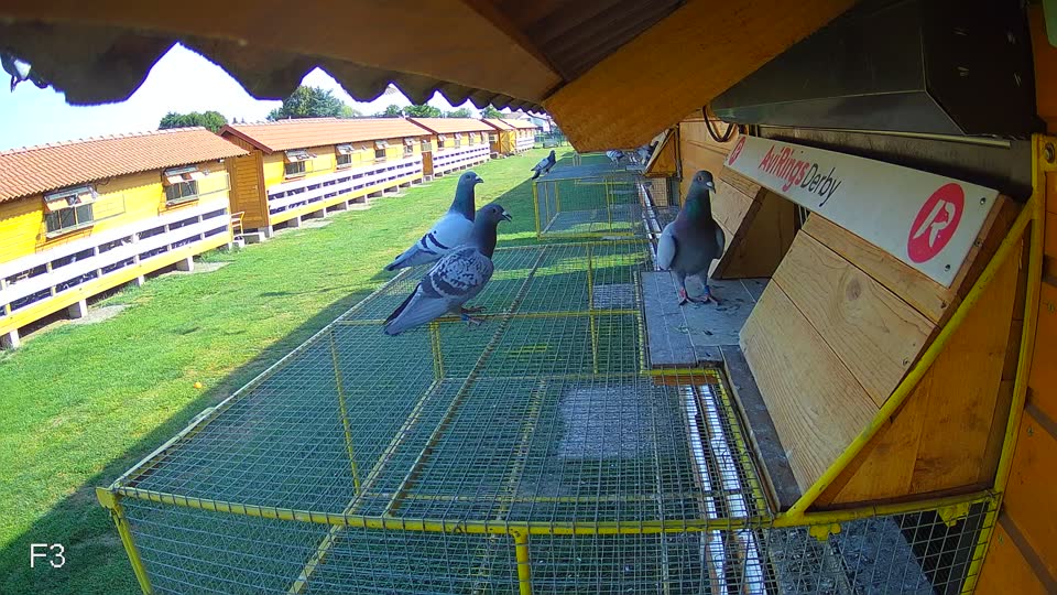 Pigeon Arrival Image For Race Race 1