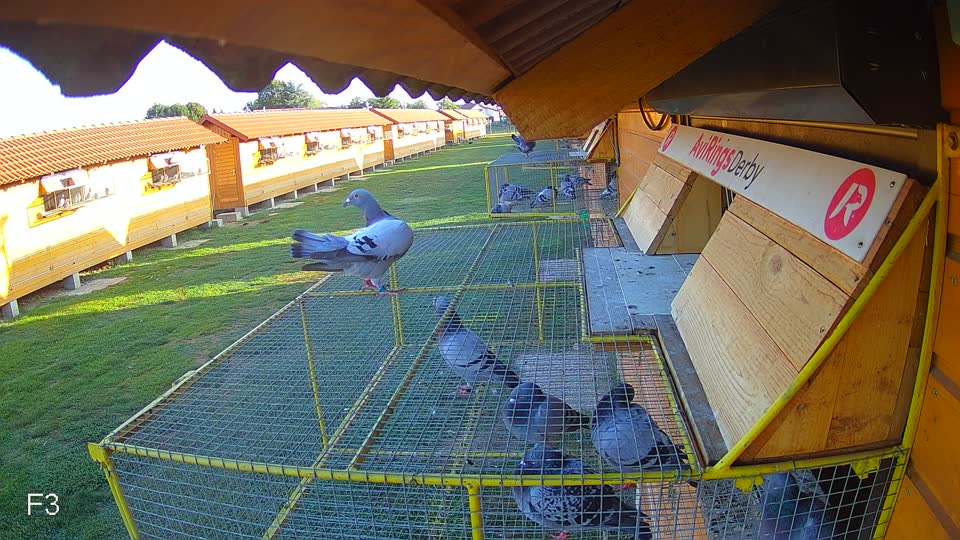 Pigeon Arrival Image For Race Race 5
