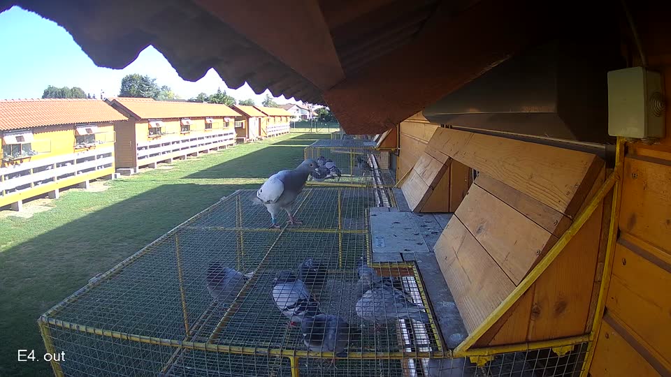 Pigeon Arrival Image For Race Final Race 1/3
