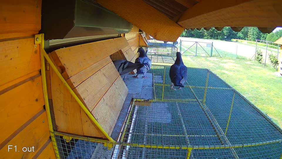 Pigeon Arrival Image For Race Race 2