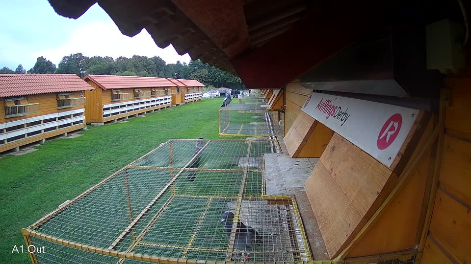 Pigeon Arrival Image For Race Final race 2