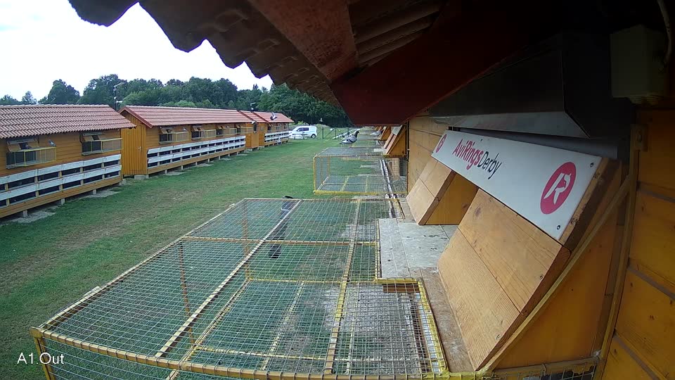 Pigeon Arrival Image For Race Race 3