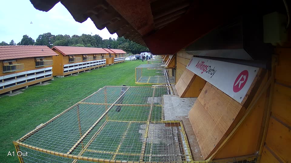 Pigeon Arrival Image For Race Final race 2