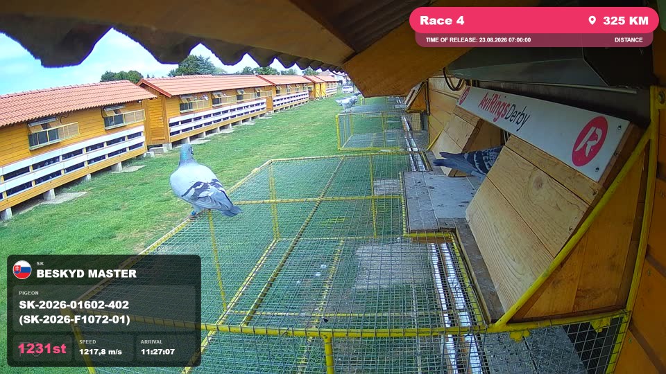 Pigeon Arrival Image For Race Race 4
