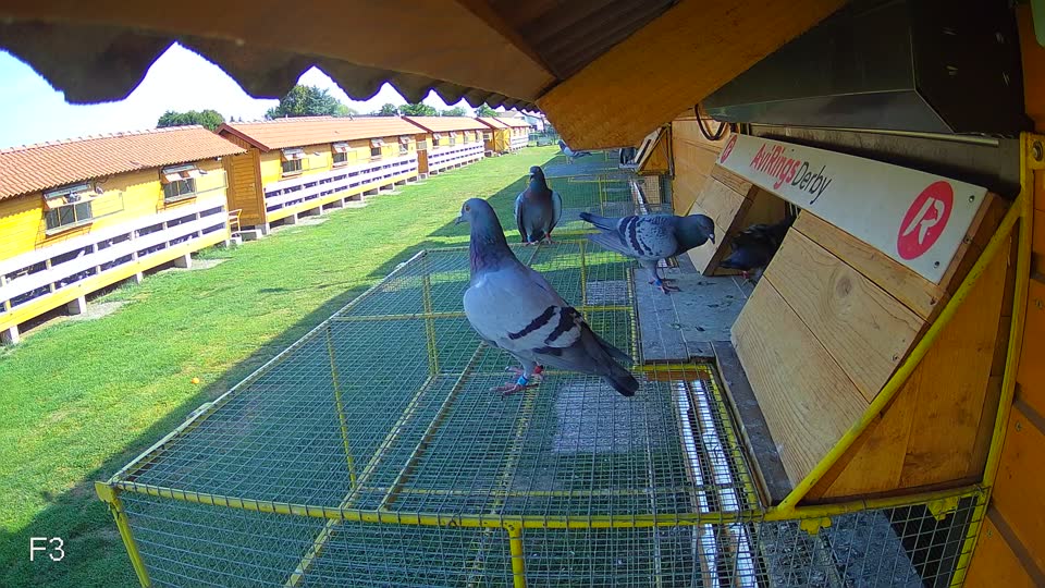 Pigeon Arrival Image For Race Race 1