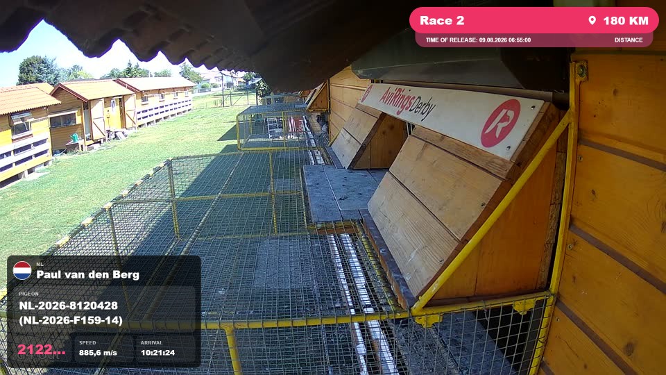 Pigeon Arrival Image For Race Race 2