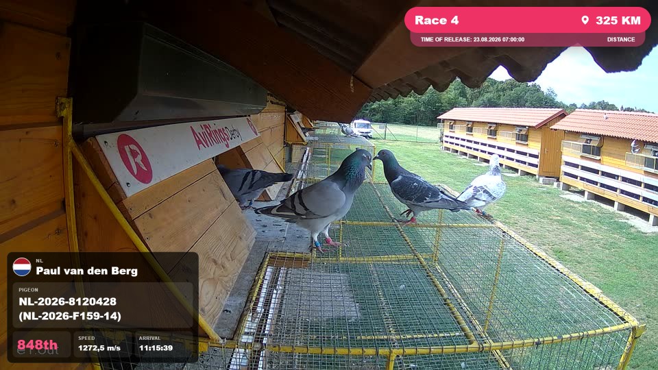 Pigeon Arrival Image For Race Race 4