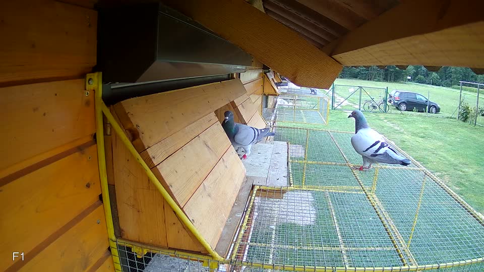 Pigeon Arrival Image For Race Race 3