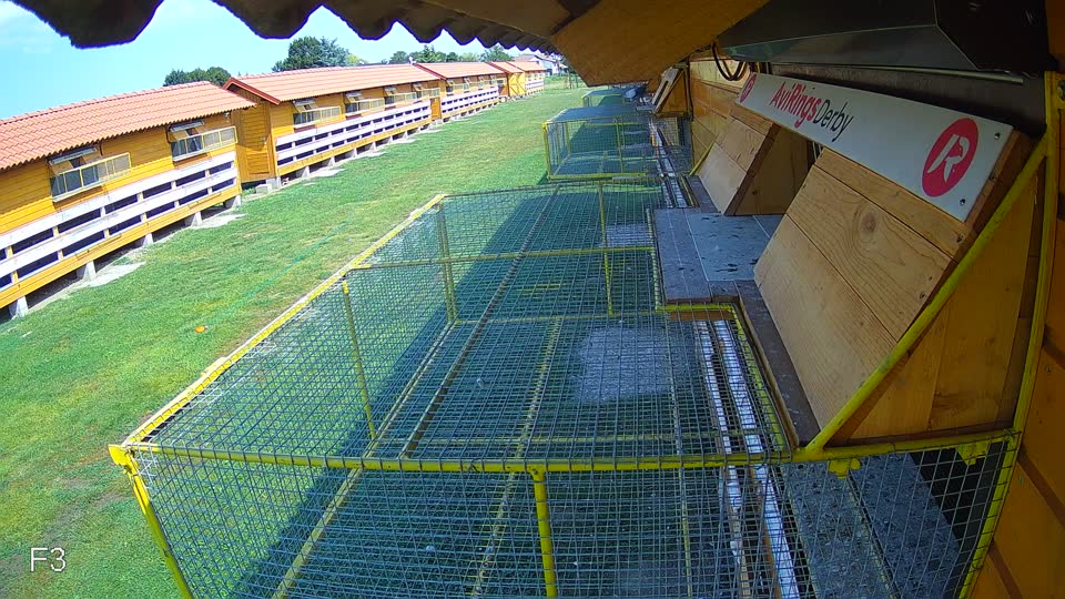 Pigeon Arrival Image For Race Race 4