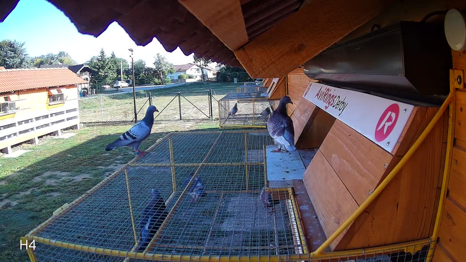 Pigeon Arrival Image For Race Race 5
