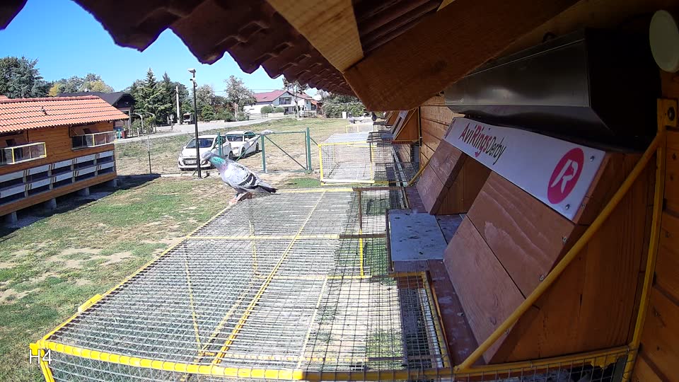 Pigeon Arrival Image For Race Final Race 1/3