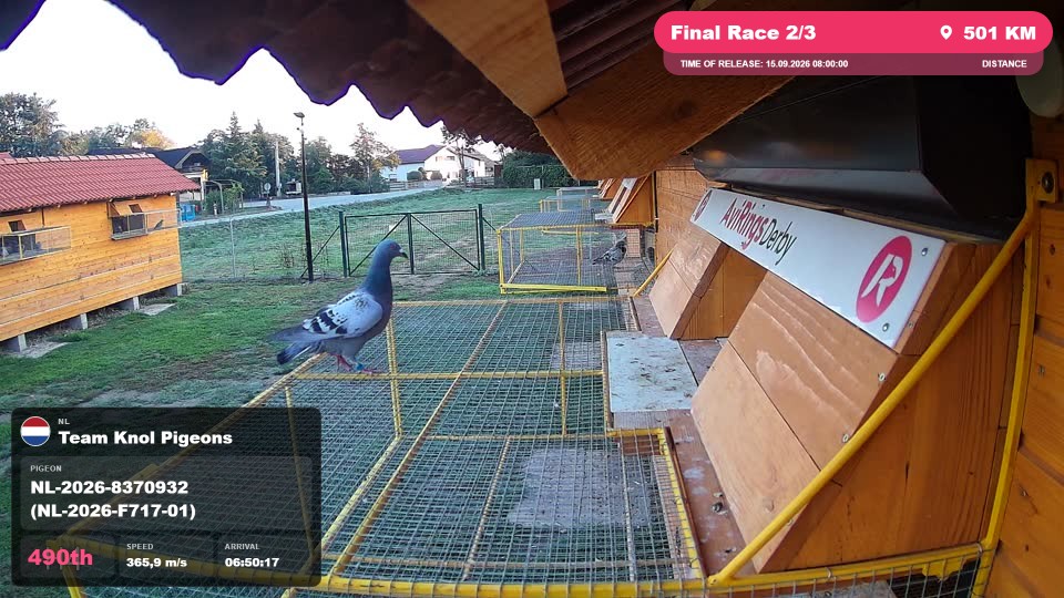 Pigeon Arrival Image For Race Final Race 2/3