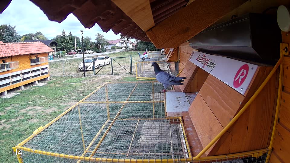 Pigeon Arrival Image For Race Race 4