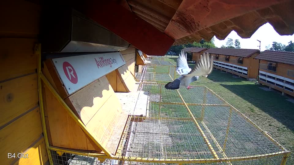 Pigeon Arrival Image For Race Race 1