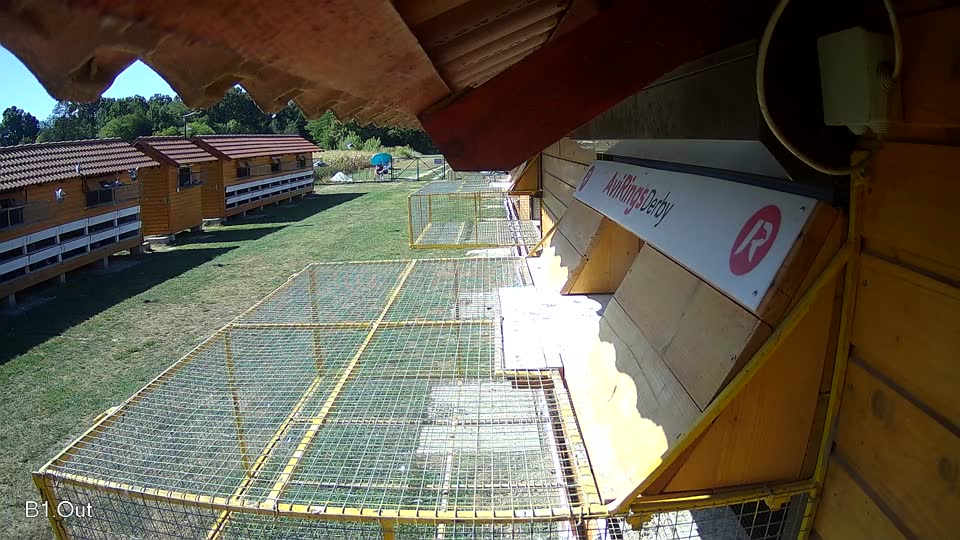 Pigeon Arrival Image For Race Race 3
