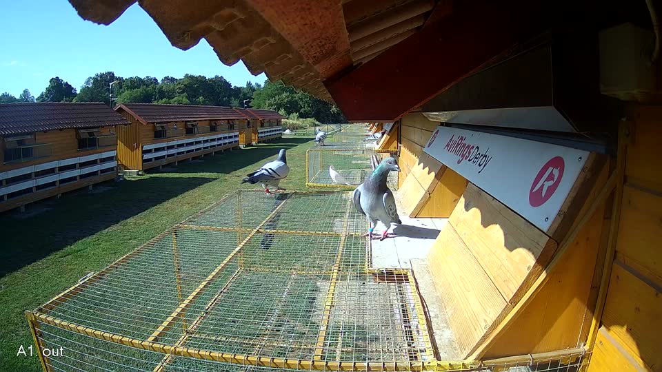 Pigeon Arrival Image For Race Race 2