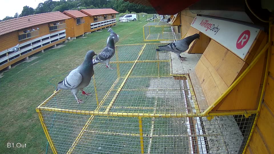 Pigeon Arrival Image For Race Race 3