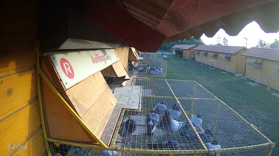 Pigeon Arrival Image For Race Race 5