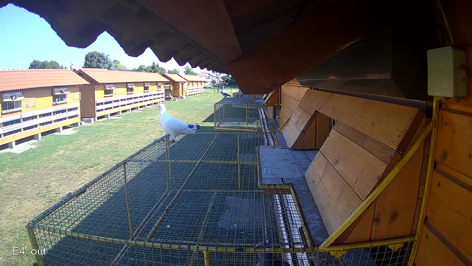 Pigeon Arrival Image For Race Race 2