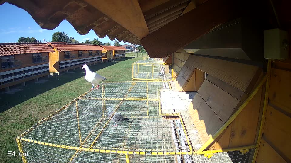 Pigeon Arrival Image For Race Race 4