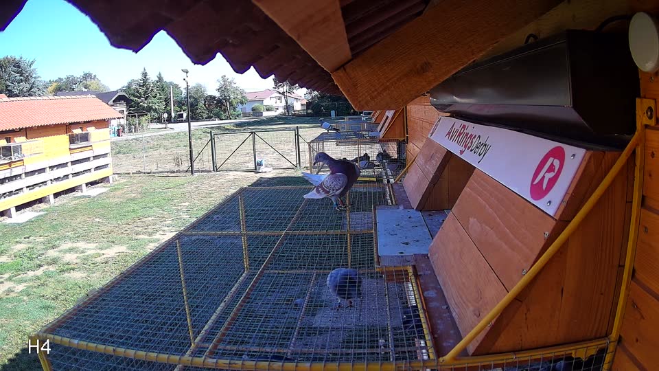 Pigeon Arrival Image For Race Race 5