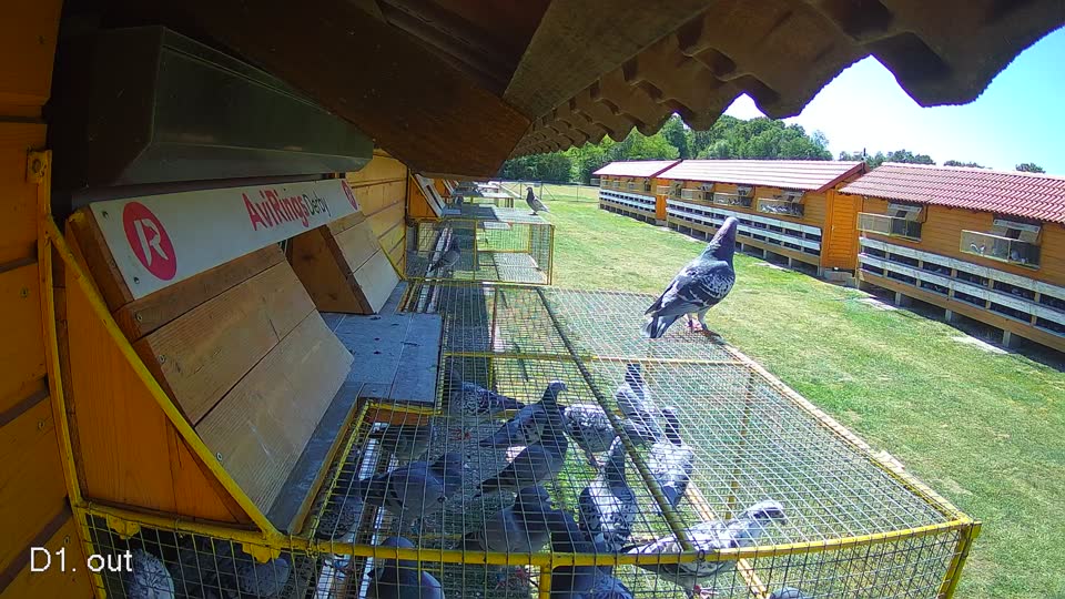 Pigeon Arrival Image For Race Race 3