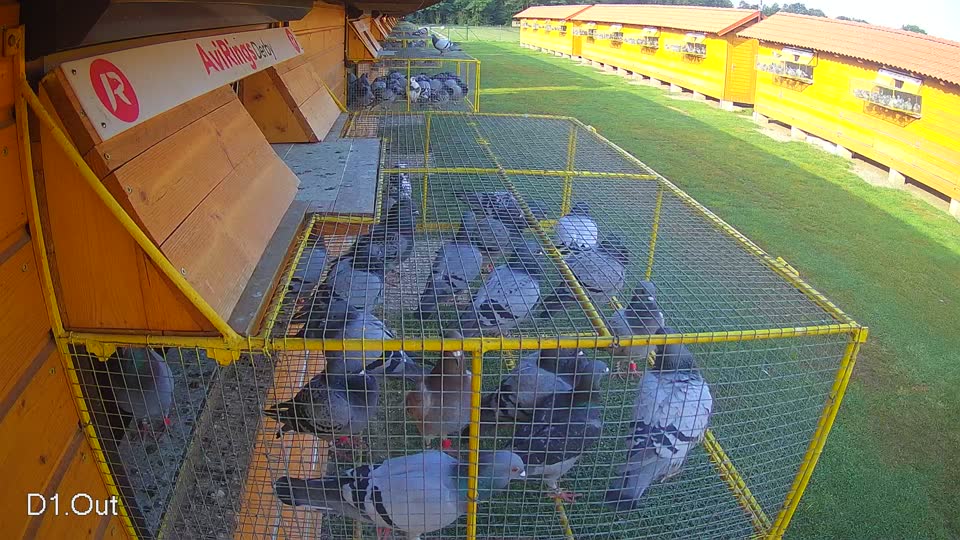 Pigeon Arrival Image For Race Race 3