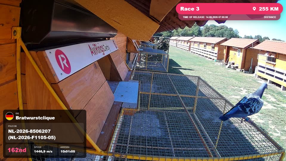 Pigeon Arrival Image For Race Race 3