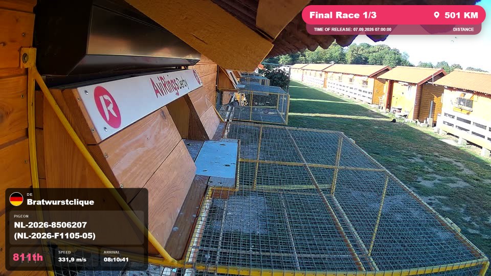 Pigeon Arrival Image For Race Final Race 1/3