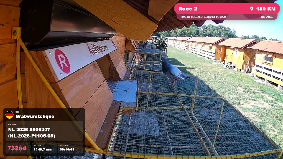 Pigeon Arrival Image For Race Race 2