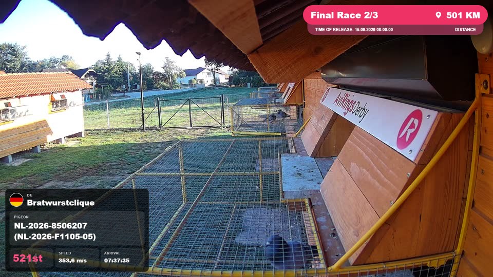 Pigeon Arrival Image For Race Final Race 2/3